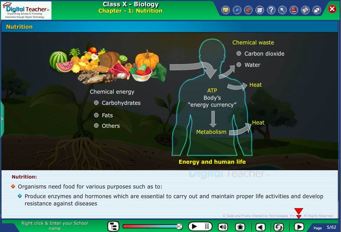 Class 10 Biology chapter 1 Nutrition